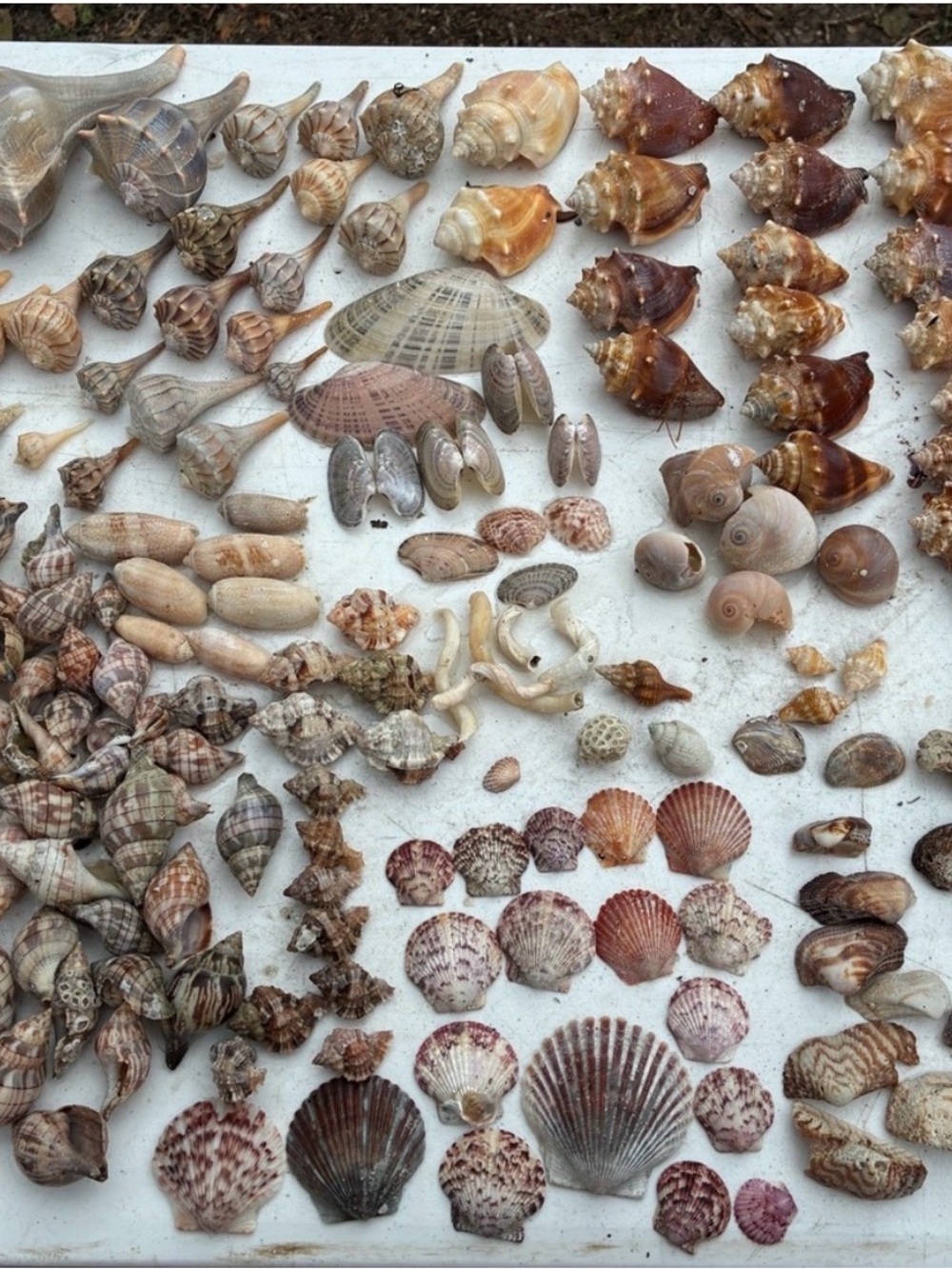 Surprise Shell 🐚 📦 box